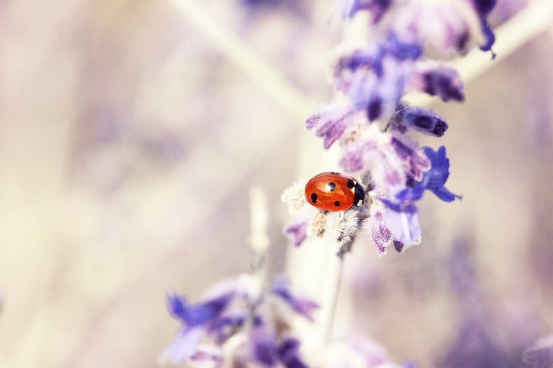 Ladybug in garden