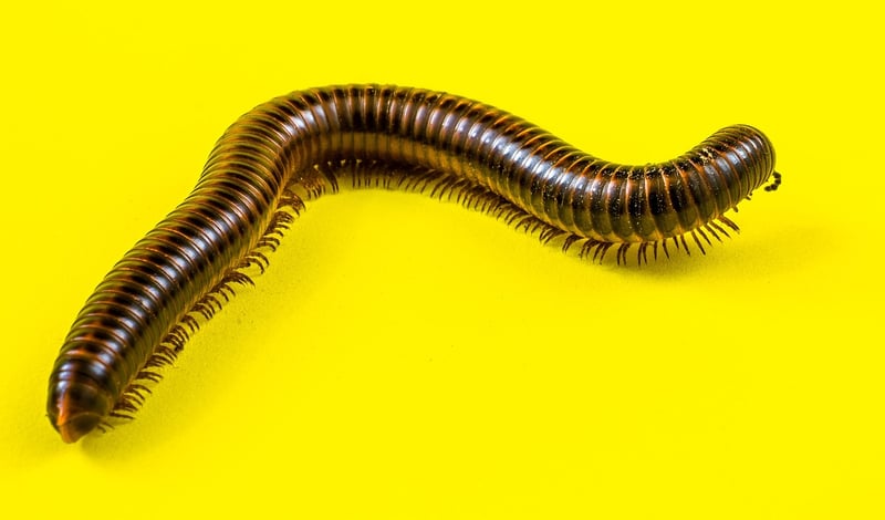 Milipede in garden