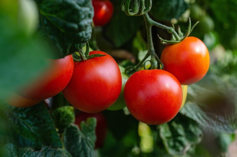 Tomato Cages
